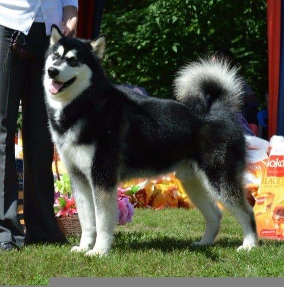 Eskimo Bear Inditarod | Alaskan Malamute 