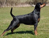 Pinbas ONA ONYXA | German Pinscher 