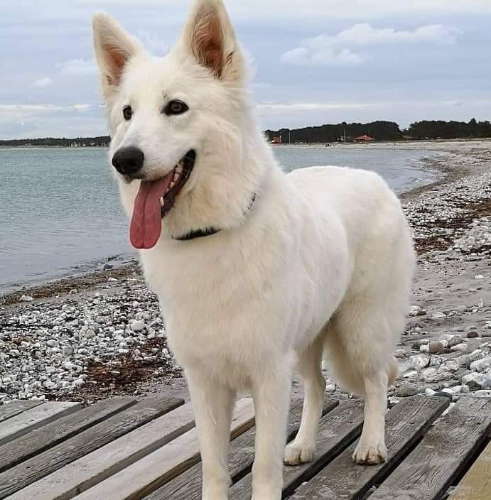 Crystal Moon's Lil' Miss Lollipop | White Swiss Shepherd Dog 