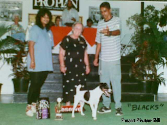 Prospect Privateer GMR | Smooth Fox Terrier 