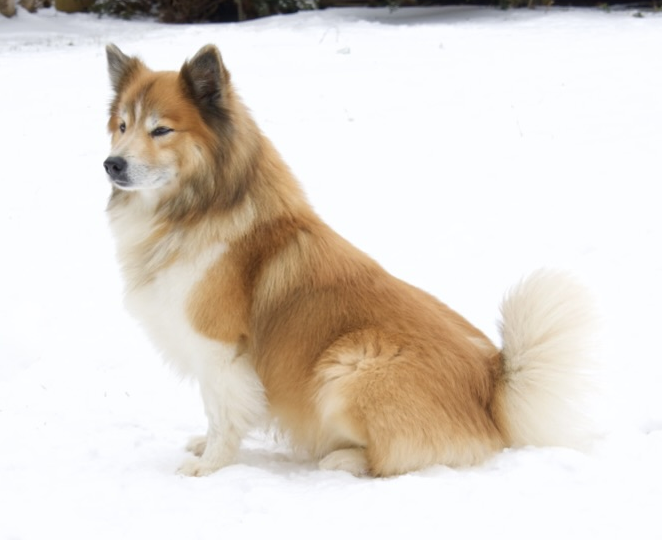 Lavandels Thorri | Icelandic Sheepdog 