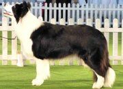 Diana Princess Stars Border Collies | Border Collie 