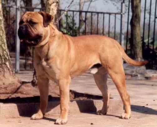 Bunsoro Red Flag | Bullmastiff 