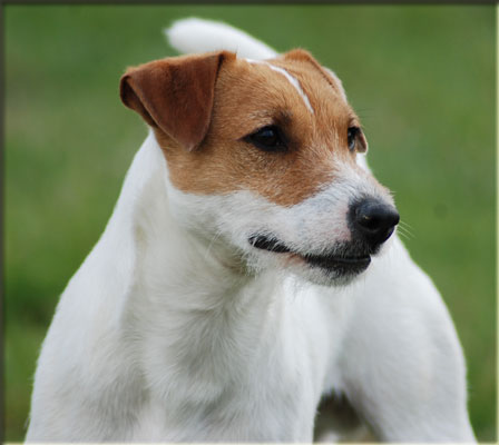 Rednock Strong Connection I | Parson Russell Terrier 