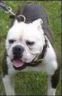 Behnke's Dwight | Olde English Bulldogge 