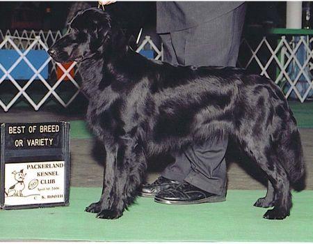 Evening Star`s Autumn Timber | Flat-Coated Retriever 