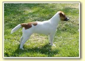 SOUND SORAYA OF JACK'S PARADISE | Jack Russell Terrier 