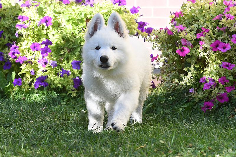 Lungoresina Kando Ata | White Swiss Shepherd Dog 