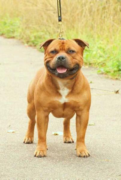 Gambling Charm Makes Me Wonder | Staffordshire Bull Terrier 