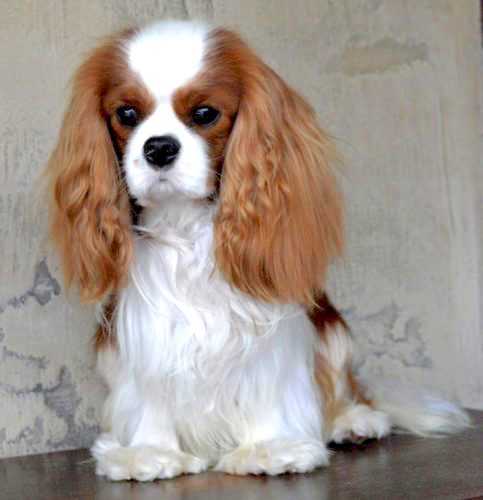 Hot Toddy of an Excellent Choice | Cavalier King Charles Spaniel 