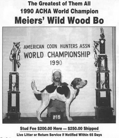 Meier's Wild Wood Bo | Treeing Walker Coonhound 