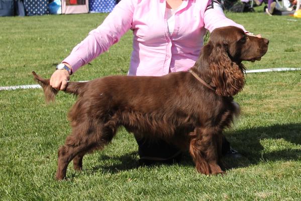 Goloworez X-File Mystery | Field Spaniel 