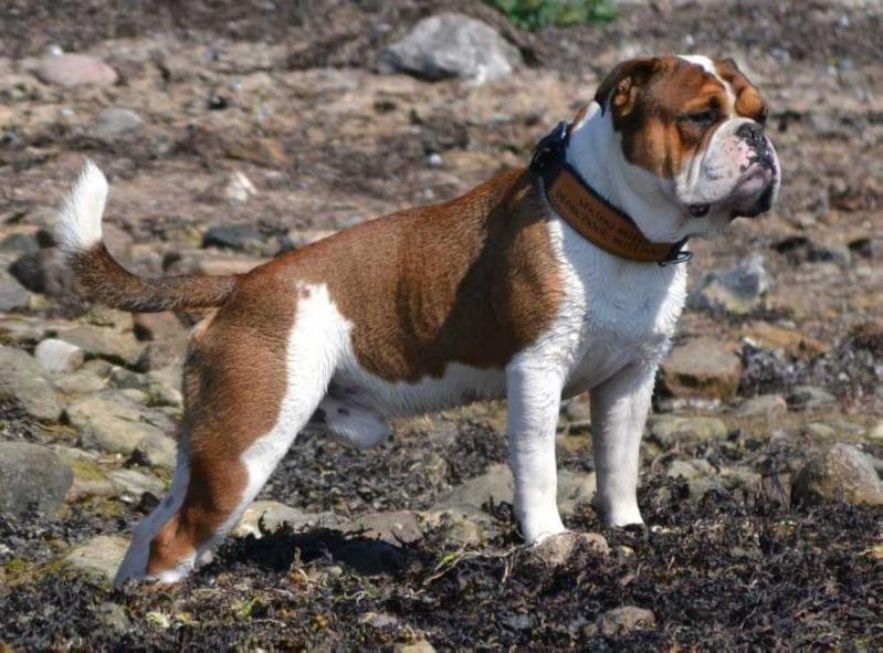 Vikingbulls John Wayne of Red Hunters | Olde English Bulldogge 