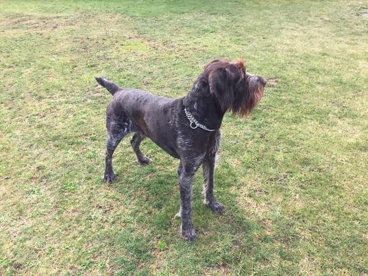 Jago II Vom Birkengrund | German Wirehaired Pointer 