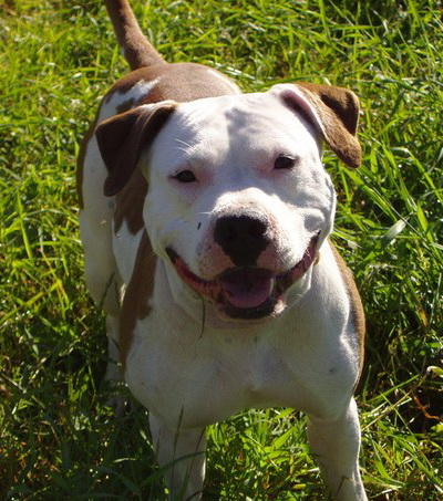 Kolumbiya Citius Fdortius | American Staffordshire Terrier 