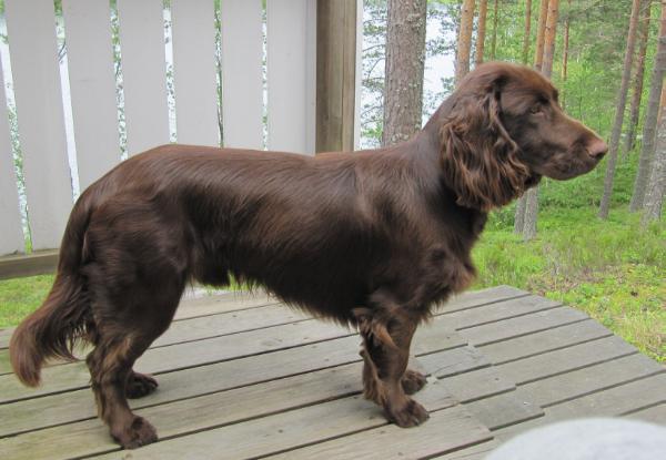 Icemint Kultakeisari | Field Spaniel 