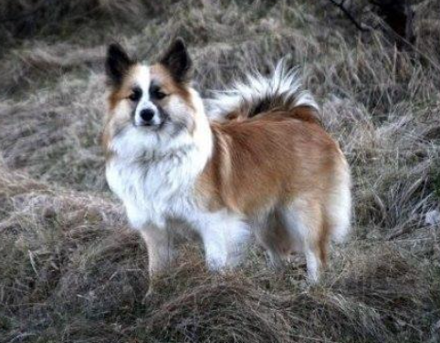 Snætinda Ugla - IS12189/08 | Icelandic Sheepdog 