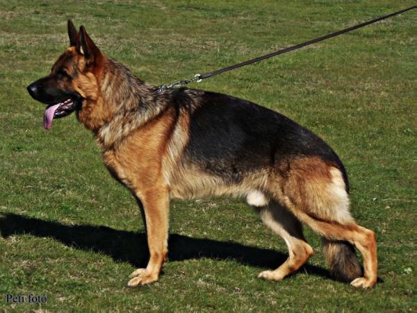 Osmar Von Bad Boll | German Shepherd Dog 