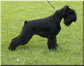 Wiki z hof Janu | Miniature Schnauzer 