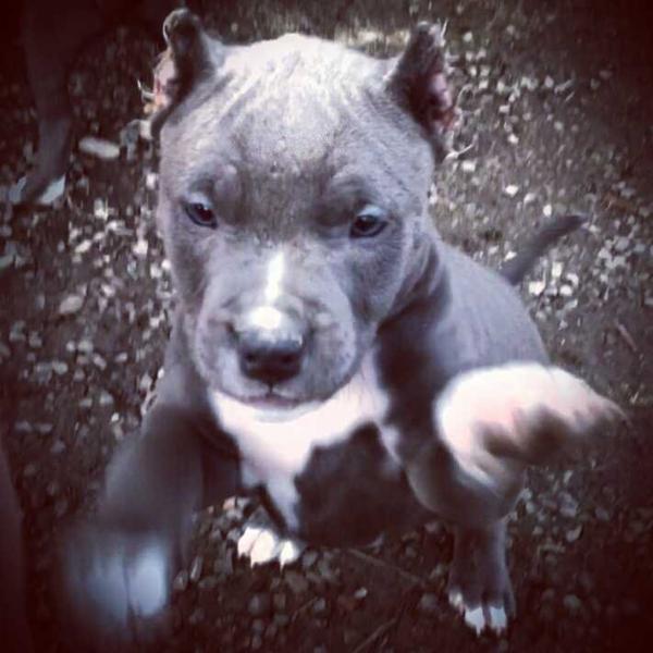 Noble heart slash | American Staffordshire Terrier 