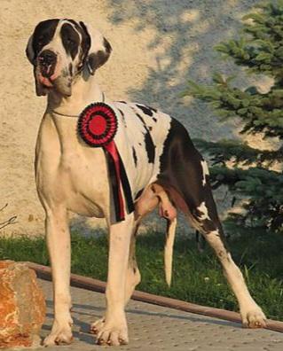 Zippo Della Baia Azzurra | Great Dane 