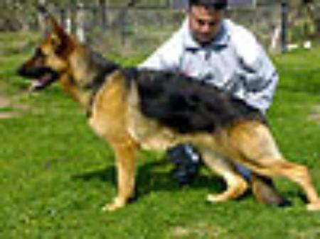 Carin dell'Isola dei Baroni | German Shepherd Dog 