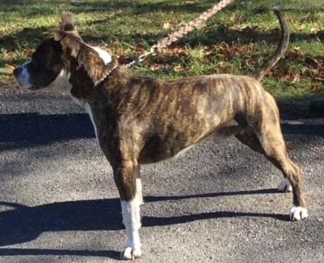 Coopamstaff Teddy Rosevelt | American Staffordshire Terrier 