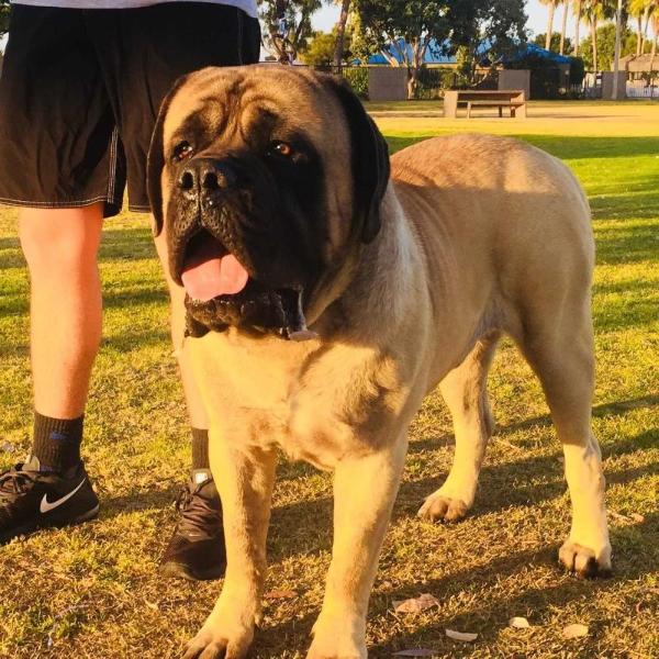 Orrey Crixus at Agiss (FLores) | Mastiff 