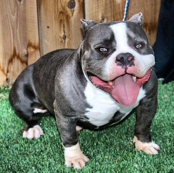 WCG ACE-LINE'S PURE PLATINUM | American Pit Bull Terrier 