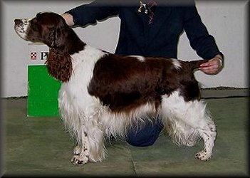 Hightide's Man of Fashion | English Springer Spaniel 