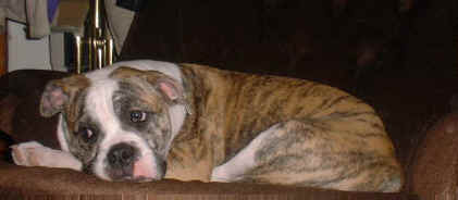 a perfect Pet Tink of Dozer | Olde English Bulldogge 