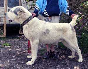 EMIR '2008' | Central Asian Shepherd Dog 