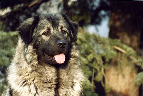 Murka Od Dinice | Yugoslavian Shepherd Dog-Sarplaninac 