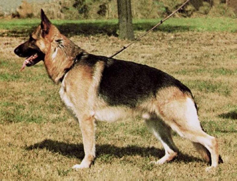 Natan von der Pelztierfarm | German Shepherd Dog 