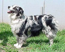 Cowtown Bluegrass Rikki | Australian Shepherd 
