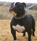 DragonSlayer's Iron Maiden | Olde English Bulldogge 