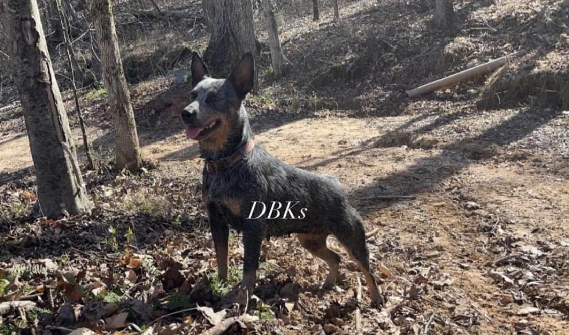 DBK’s Stay Young Puppy | Australian Cattle Dog 