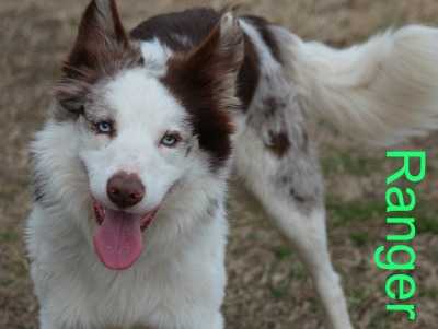 Ranger ABC 373208 | Border Collie 