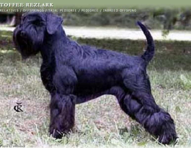 TOFFEE REZLARK | Miniature Schnauzer 