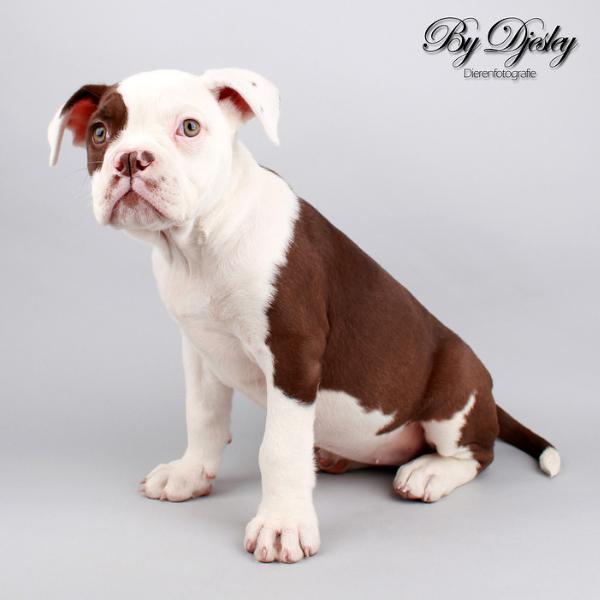 WatergateBulls' Latoya | Olde English Bulldogge 