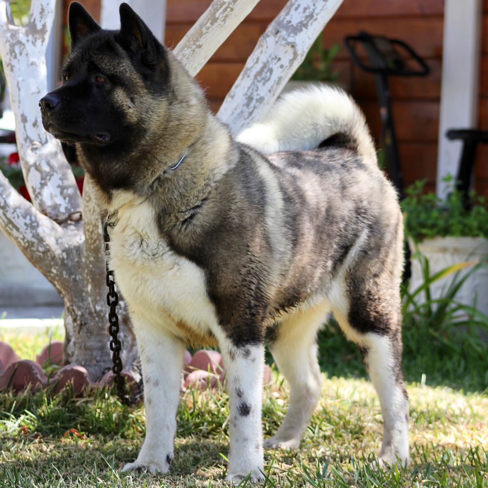 Raki’s place jojo amour | Akita 
