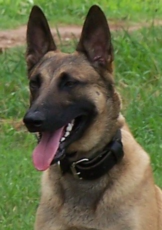 Gabriel Michael Drake | Belgian Malinois 