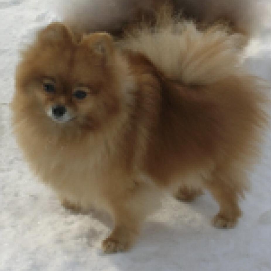 Beautiful Star's Cesra | Pomeranian 