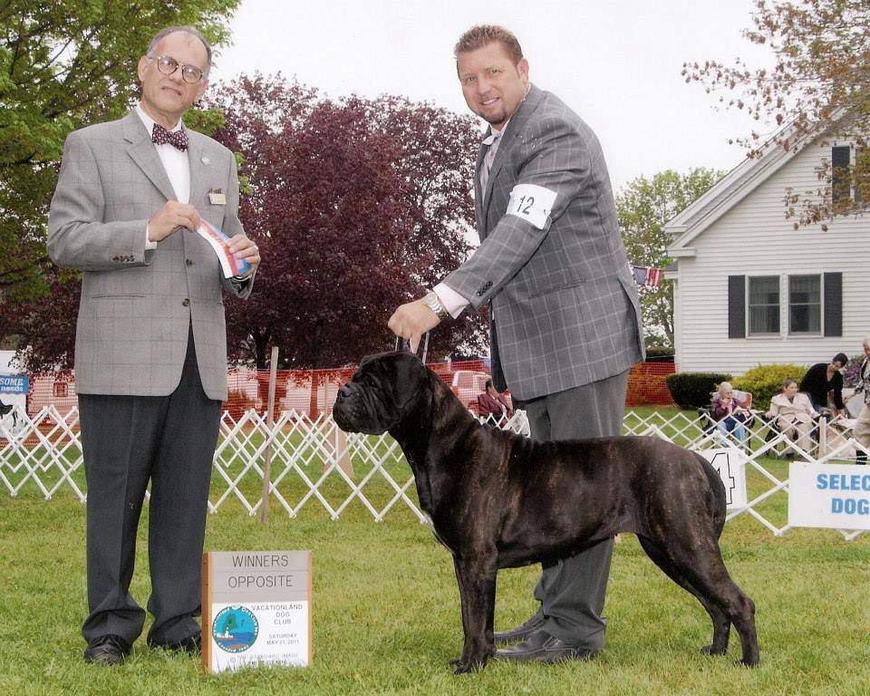 Bandog's GO ASK ALICE OF RAVEN | Bullmastiff 