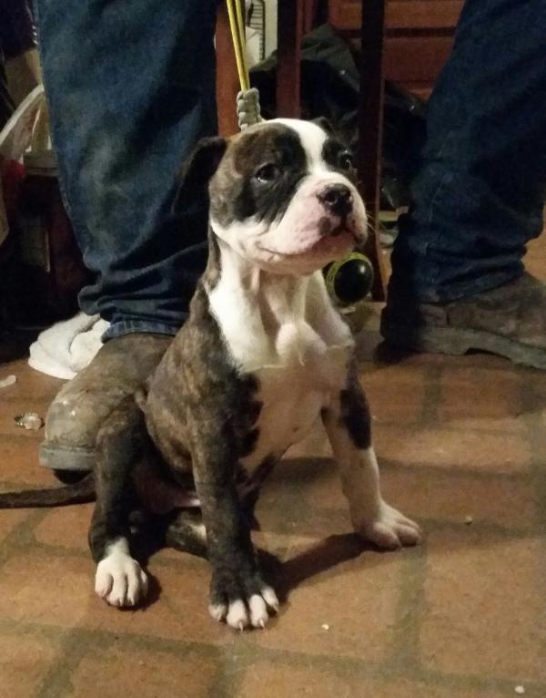 Sampson's Delilah | American Bulldog 