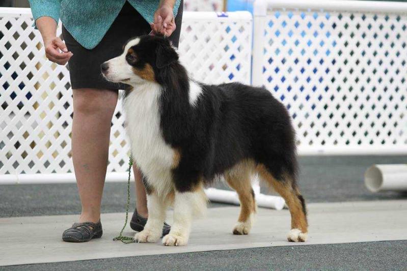 Bayouland Eternal Winter | Australian Shepherd 