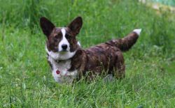 FAVORIT SIBIRI BRAIVE BIRD | Cardigan Welsh Corgi 