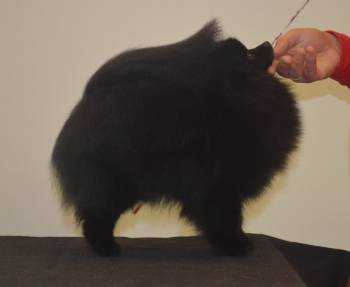 Aizens Black Muffin | Pomeranian 