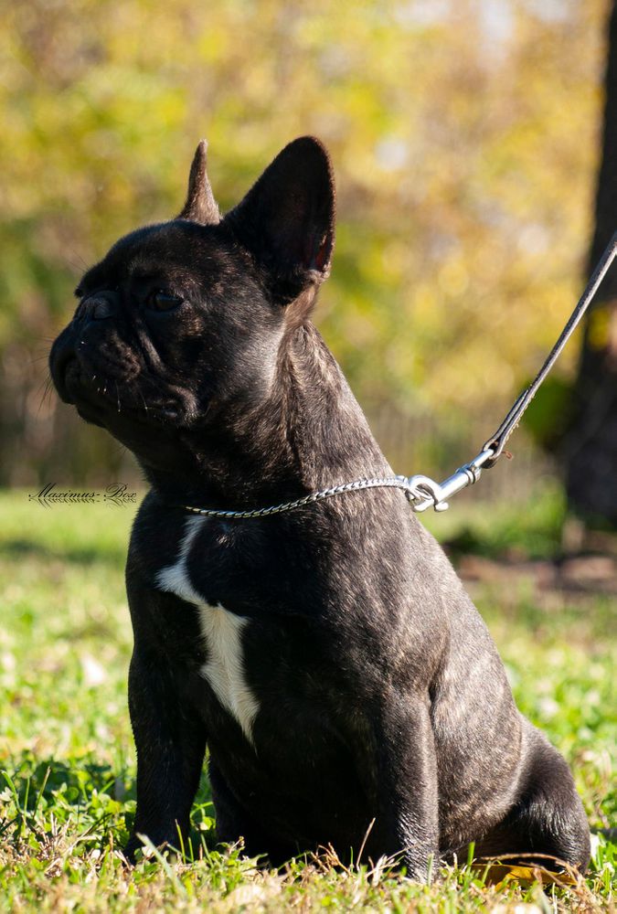 Maximus-Box Harry | French Bulldog 