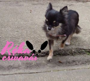 Twinky lexus | Chihuahua 